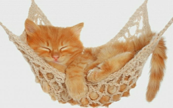 küçük turuncu kedi Garfield hamak-uykuda