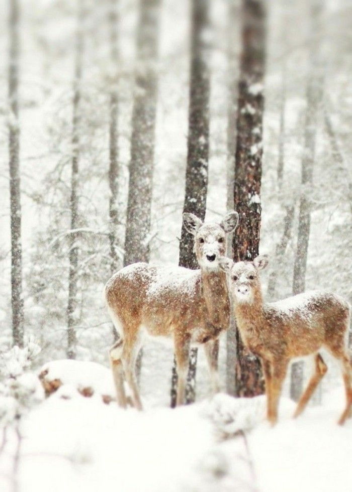 little-doce-cervo-in-the-neve impressões do inverno