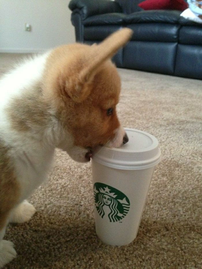 cafea câine mic halbă-la-go Starbucks joc