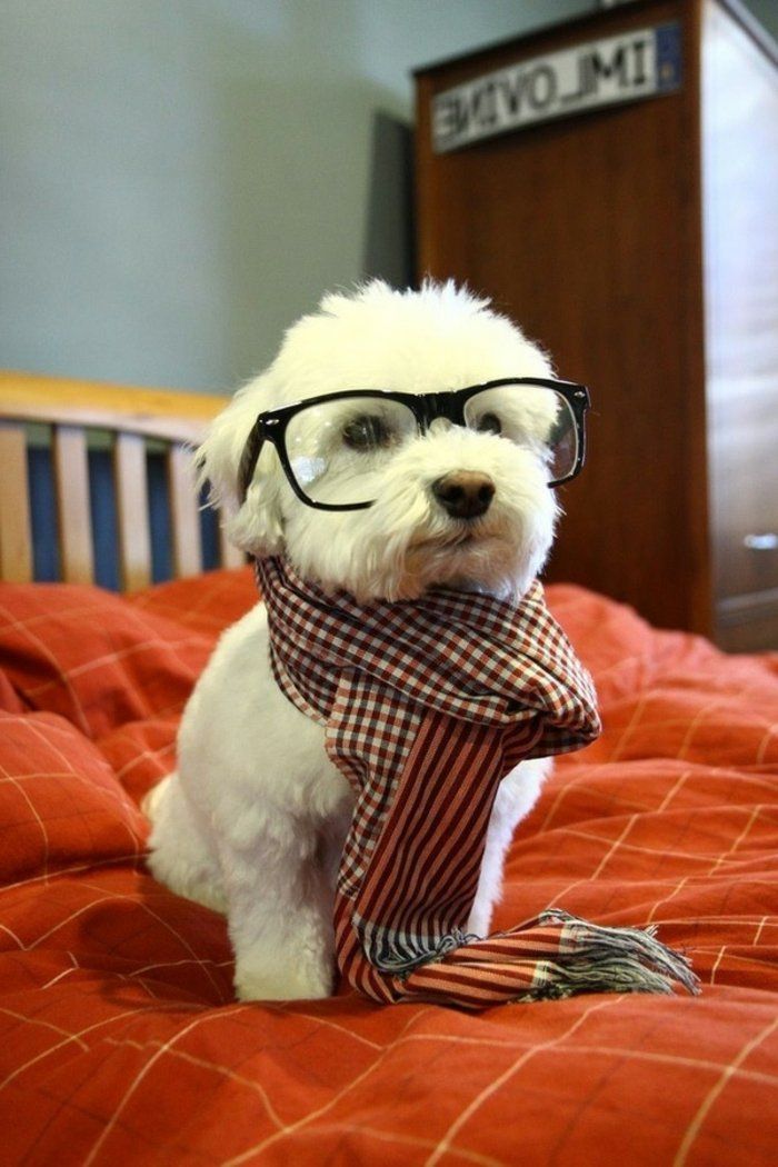 mali pes Hipster očala Plaid Marama sladko in spogledljiv