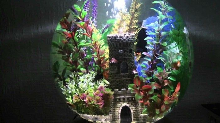 Nastavitev malega akvarij-z-a-zaprto vodo rastlin, malo rib aquarium-
