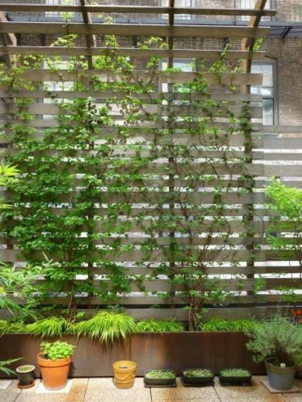 liana-for-balkón-zeleno-krásne