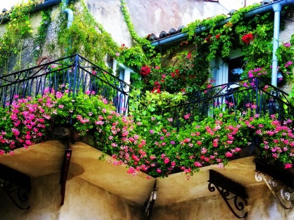liana-for-balkón-veľmi sladký look