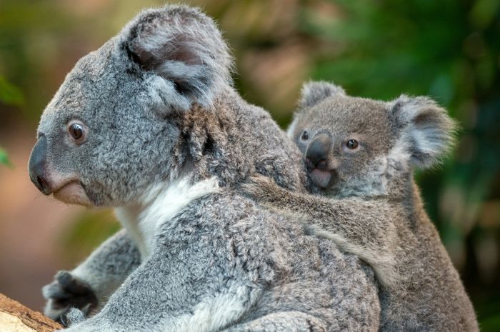 słodka koala matka i dziecko, słodkie niemowlęta z rodzicami, rodzice kochają w królestwie zwierząt