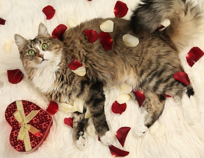proste ozadje valentinovo-a-pra-cat-je-on-the-bed-mnogi palisandra-out