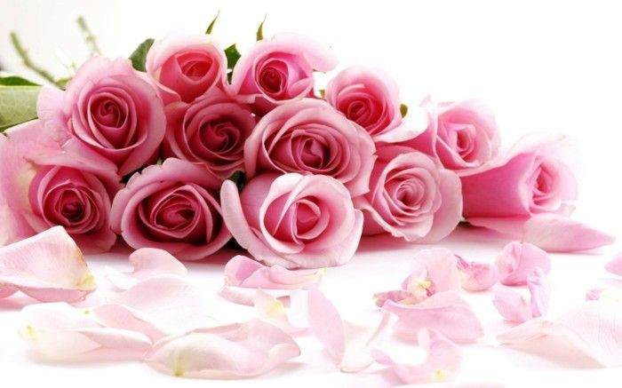 proste ozadje Valentine-Unique-rožnato-vrtnice-lepa-look