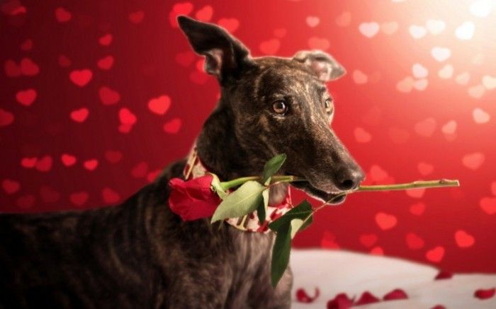 proste ozadje valentinovo-ozadje-z-velik-pes
