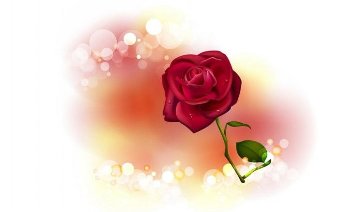 free wallpaper Valentine-frumos-roșu-alb-Rose-fond