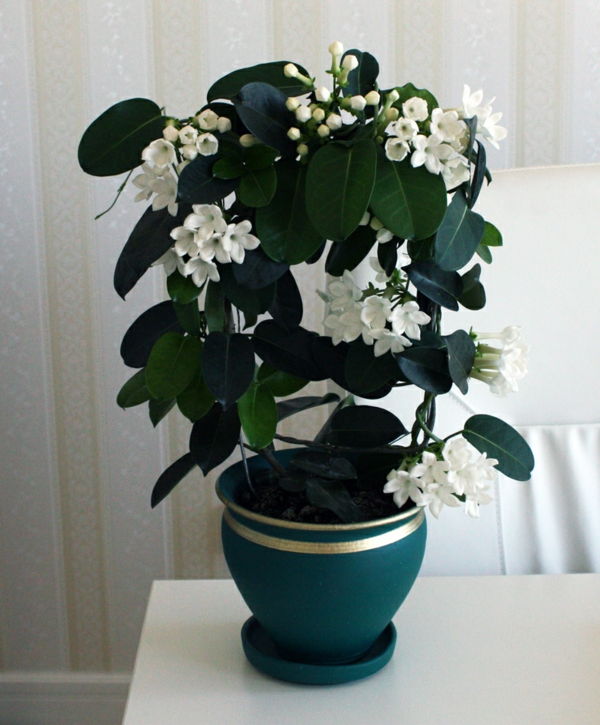 Hvit krans sløyfe-vakre-potteplante-by-the-house