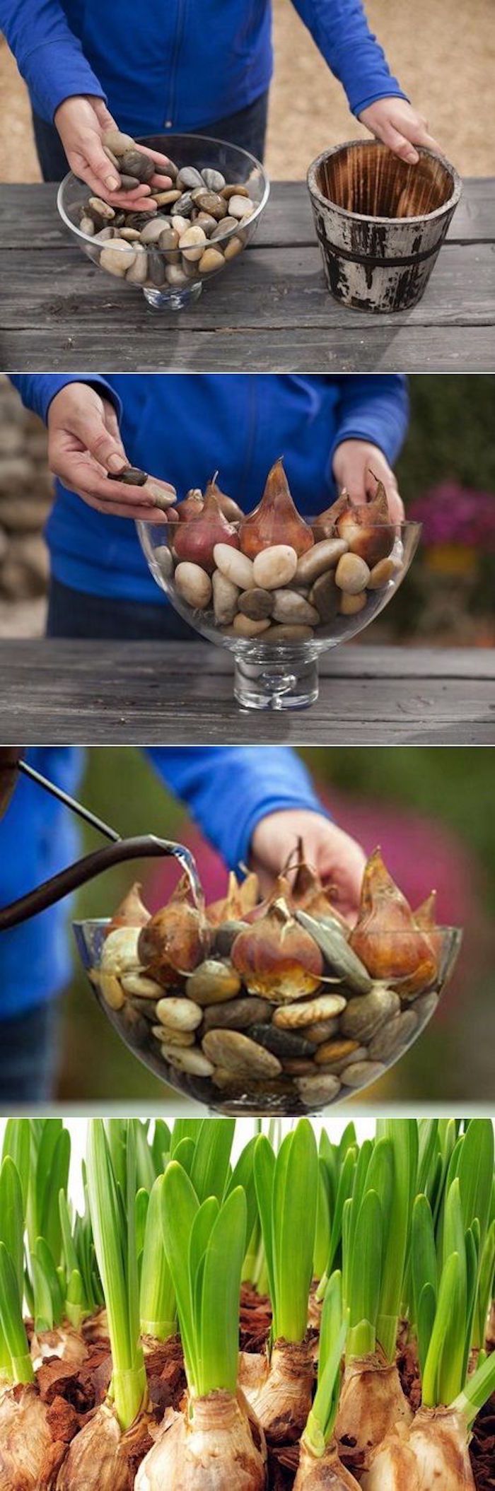 Kūrybinga idėja, stiklo gėlių svogūnėliai su deko akmenimis