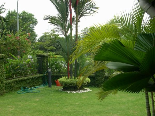Palmių medžiai kieme - žali egzotiniai augalai