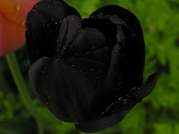 creativo-foto-di-un-nero-tulipano