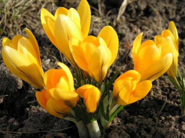 Açafrão-in-spring flor amarela