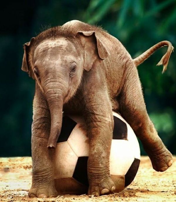 Un elefante bambino gioca con una palla per il calcio