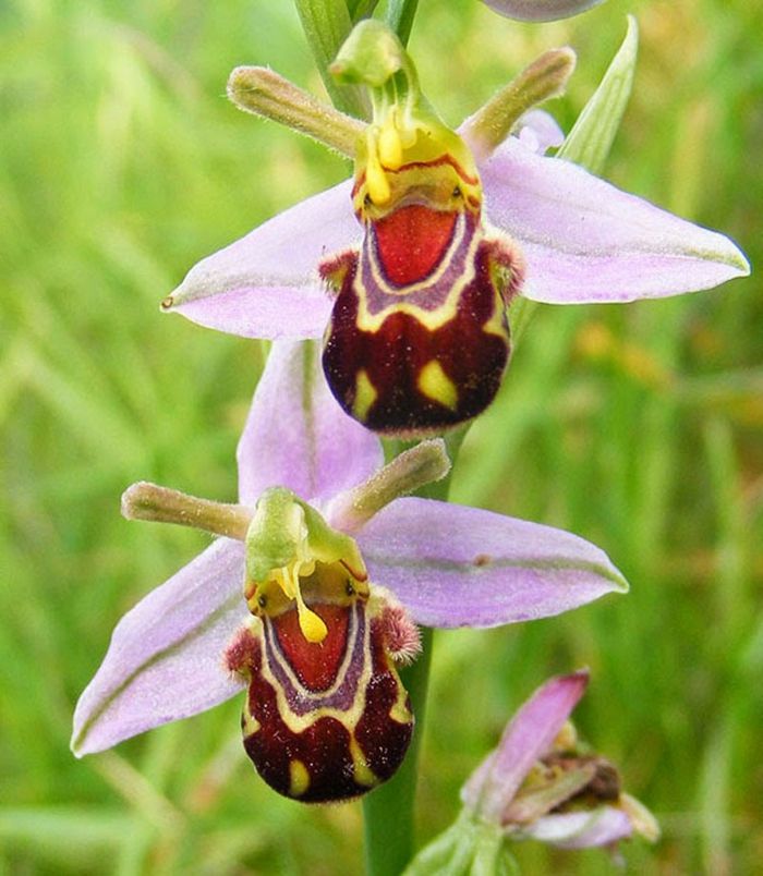 glimlachen-Orhideen species