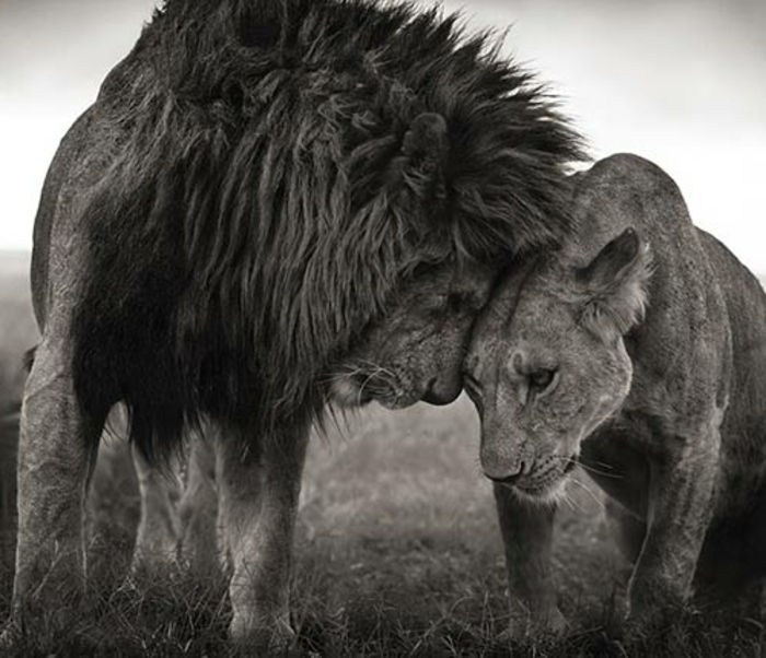 lejon och lioness-