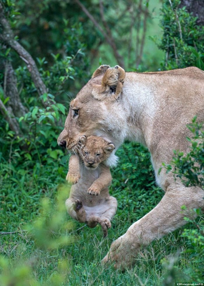 Leeuwin met haar baby, foto's van schattige baby dieren en hun ouders, ouderlijke liefde in het dierenrijk