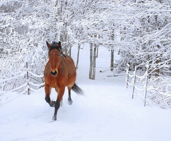 veikia arklys-in-snow