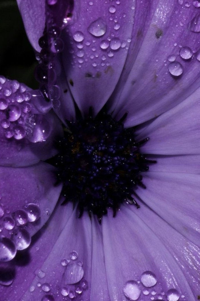 violet-floare-cu-picăturile de ploaie-on-the-sheets