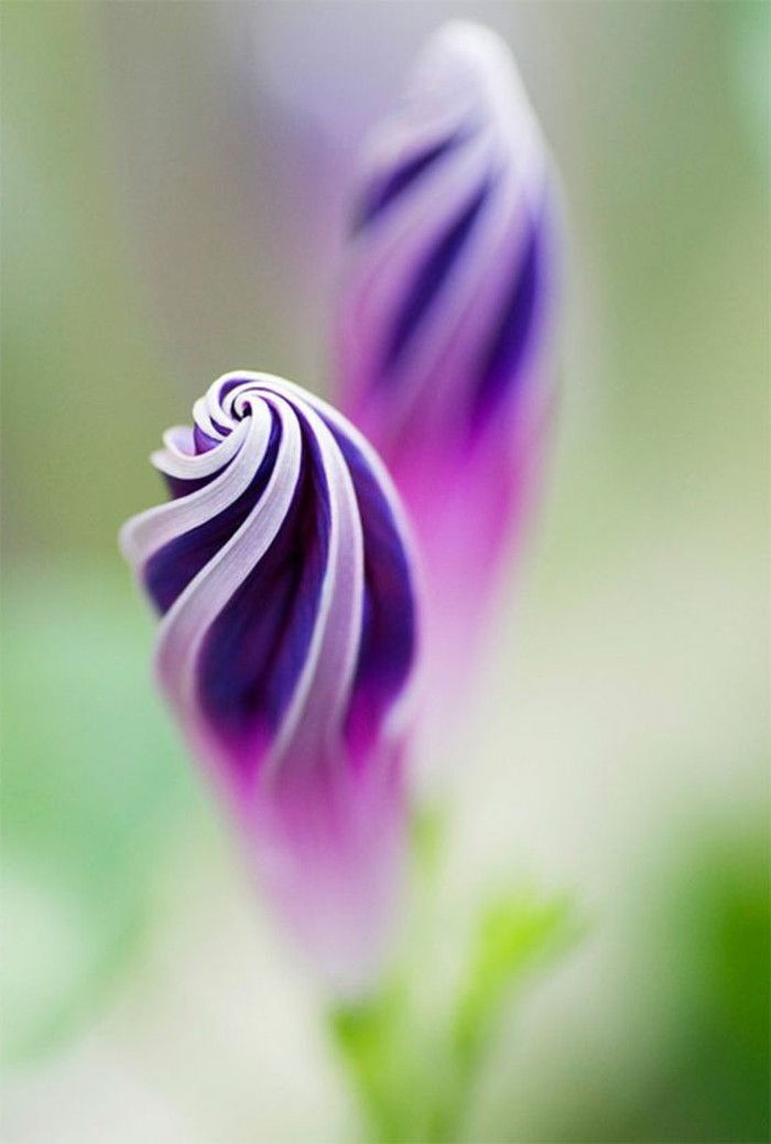 violet-floare-cu-formă unică