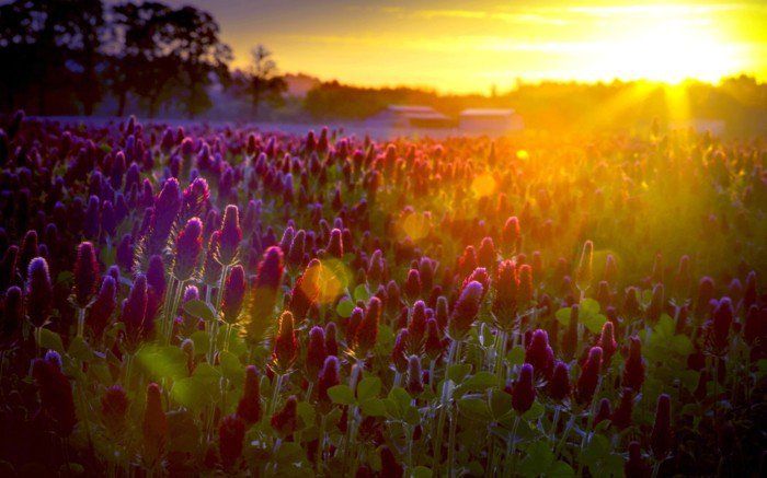 Violet flori luminat de-the-soare
