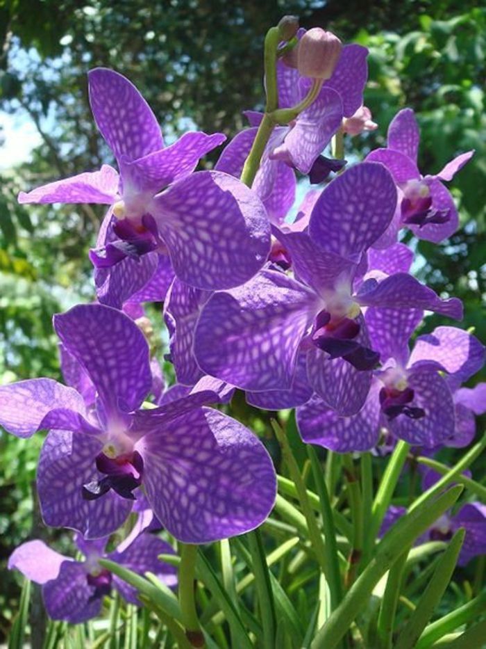 violetinės-Orhideen rūšys