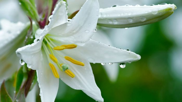 Cvetne vrste od A do Z, Lilium, bela roža z dežnimi kapljicami, občutijo naravo in uživajo