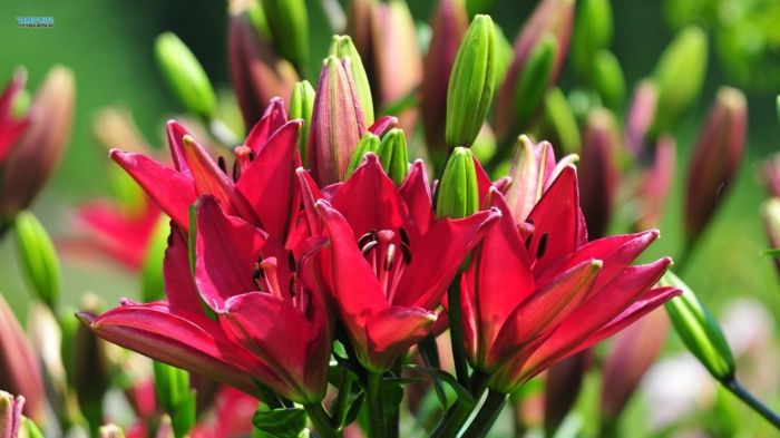 Cvetne vrste od A do Z, Lilium, rdeče rože, eno najlepših poletnih cvetov, lepe ozadje