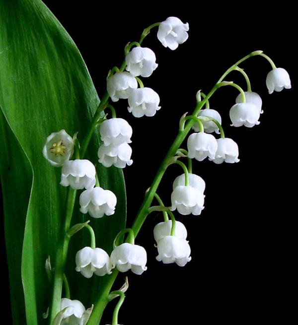 lilje-of-the-dalen Bilder av-inspirasjon-deco-ide-Floral Deco hvit