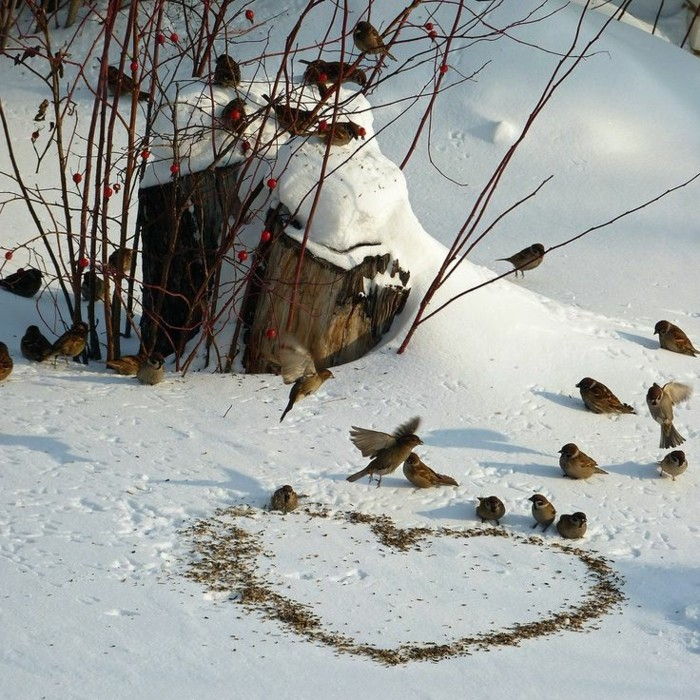 poze haioase iarna păsările-feed-zăpadă