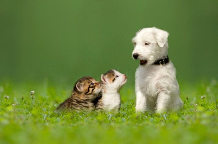 pisica haioase Pisoi Curios alb Dog