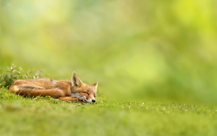 Welterustenfoto met een slapende kleine oranje vos, groene planten en gras - grappige welterustenfoto's