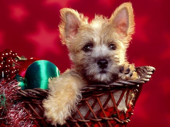 Vackra julbilder av en hund i korg, festlig dekoration, röd bakgrund