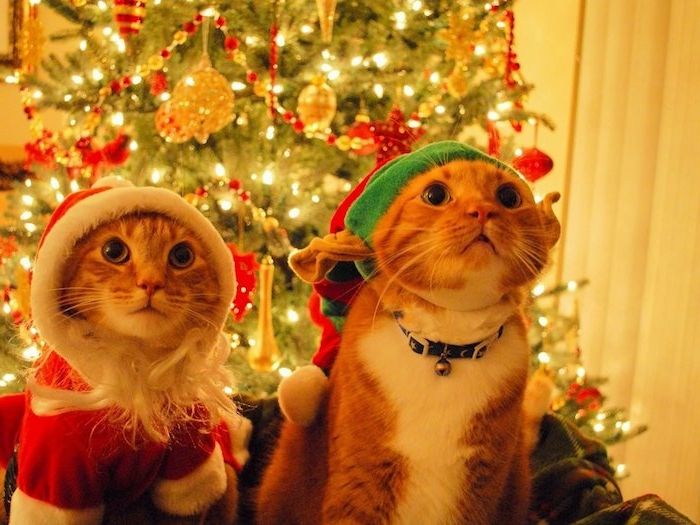 två storögda katter utklädda som dvärg och Santa - vackra julbilder