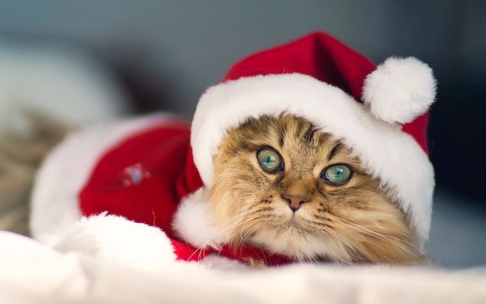 rolig jul en förtjusande katt med santa hatt och kostym