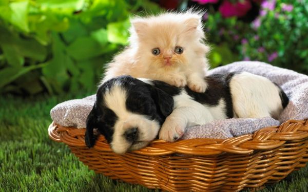 funny-photos-little-cat-and-sweet-dog-beautiful look