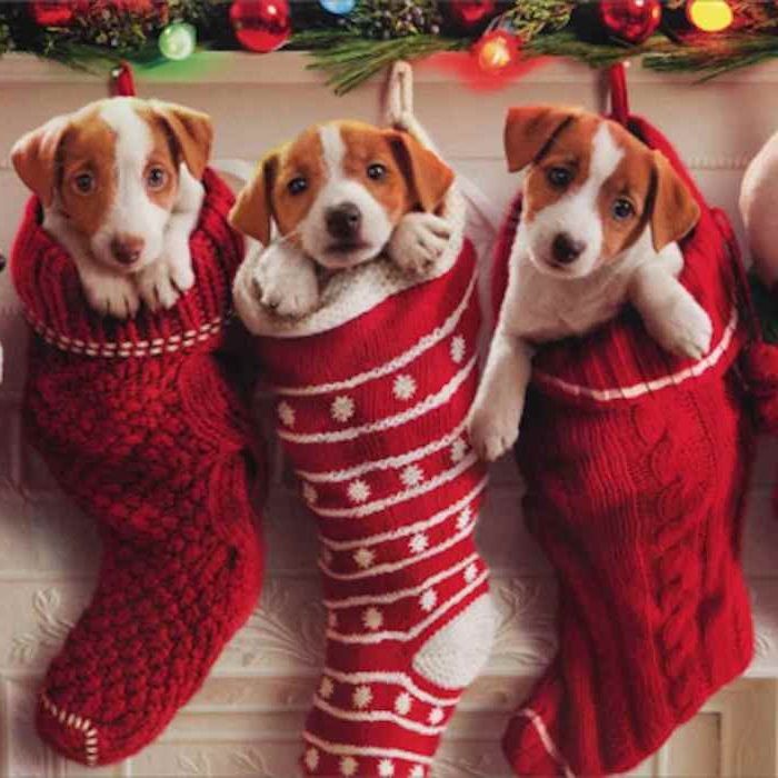 trei pui mici drăguț în șosete de Crăciun agățat pe șemineu - Crăciun amuzant