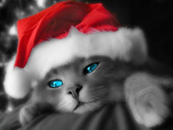pisica gri cu ochi albaștri și pălării de santa în fundal albastru - poze amuzante pentru Crăciun