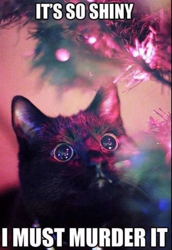Pisica arata fascinata pe pomul de Craciun - saluturi amuzante de Craciun