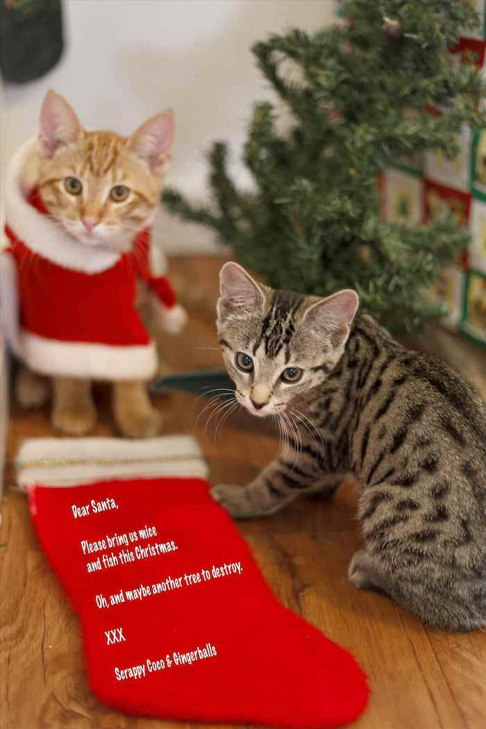 Kediler köknar ağacını yok etti ve şimdi Noel Baba'ya yazdı