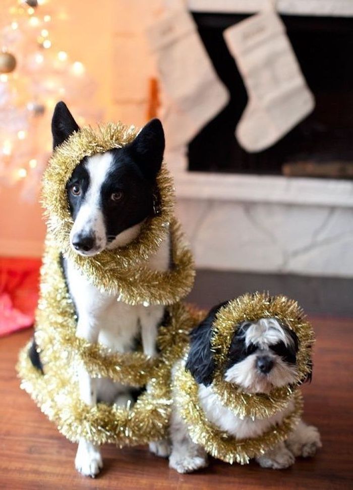 Imagini amuzante pentru Crăciun - doi câini adorabili încărcați cu o ghirlandă