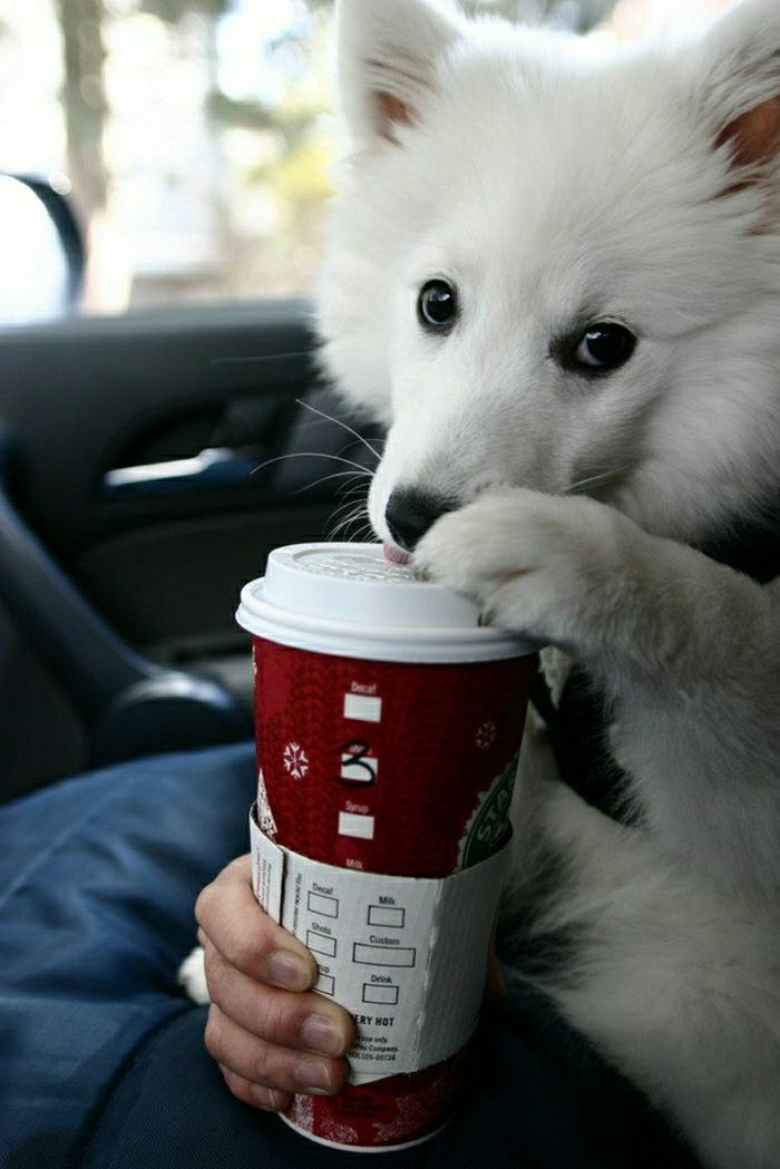 Funny Photo Dog Starbucks ceașcă de cafea pentru a-go