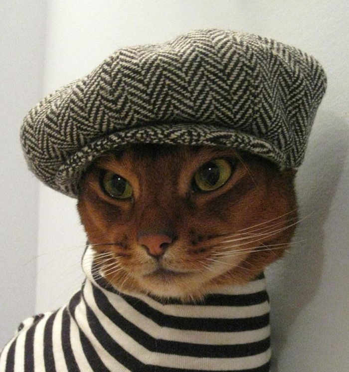Gato engraçado foto franco-chapéu Beret Hat