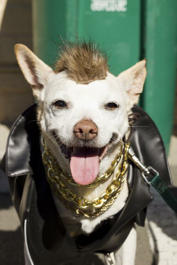 įdomi nuotrauka juokingo apsirengusio šuns