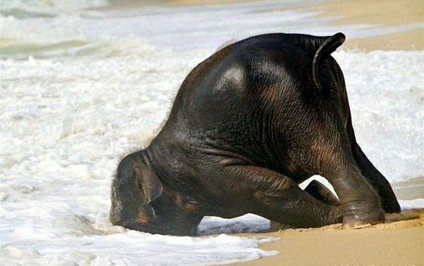 fun-photo-by-baby-elefante in acqua