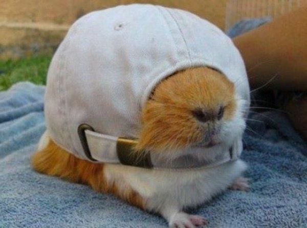 juokinga-foto-of-a-hamster-įstrigo skrybėlę
