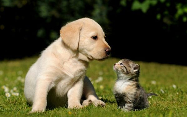zabawne zdjęcie psa i kota na trawie