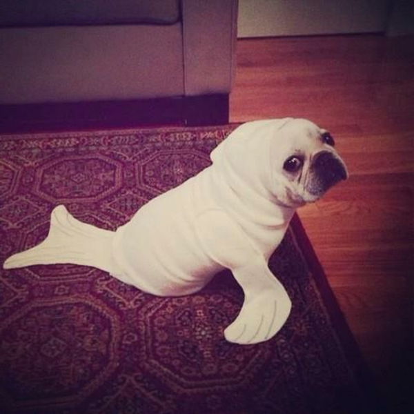 juokinga nuotrauka-of-a-dog-like-a-seal-dressed-labai juokinga išvaizda