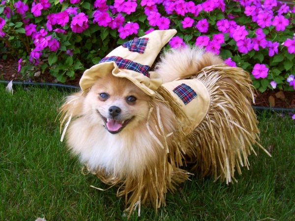 śmieszne-zdjęcie-psa, który jest bardzo zabawny ubrany