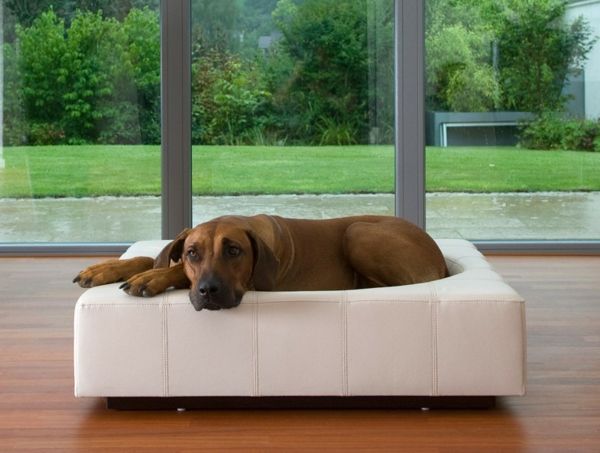 pat de câine ortopedic de lux xxl alb - un perete de sticlă în spatele acestuia